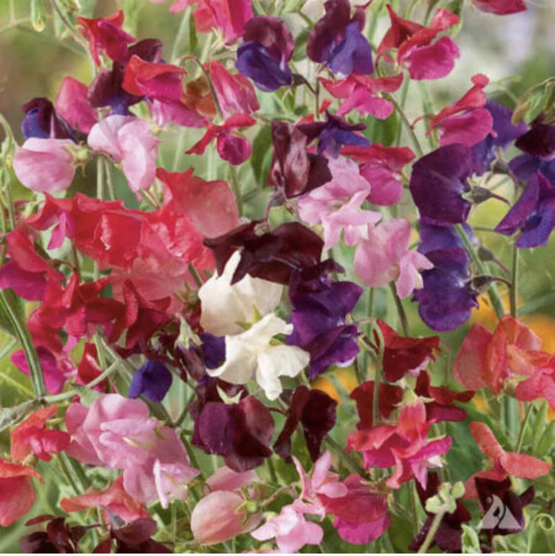 Sweet Pea Heirloom Flower Seeds - Lathyrus odoratus - Fragrant Climbing Vine for Garden, Fences & Trellises, 50 Non-GMO Seeds