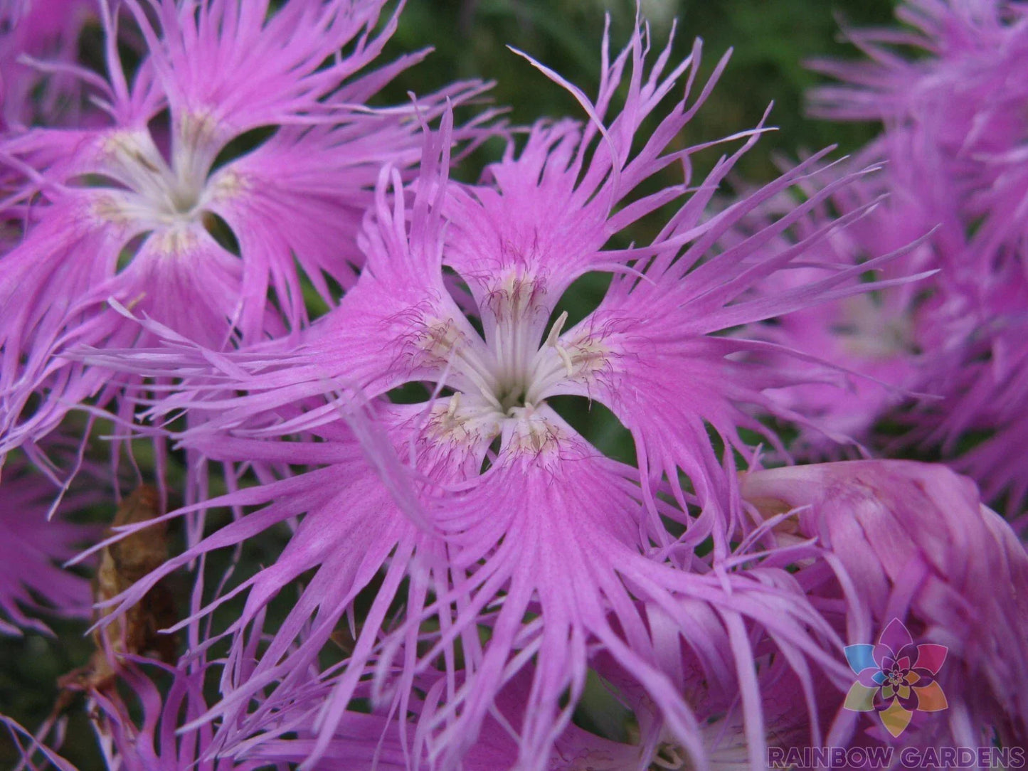 Bearded Pink Shades Carnation Seeds - Dianthus caryophyllus - 200+ Premium Flower Seeds for Garden, Fragrant, Easy to Grow, USA Free Shipping