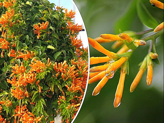 Honeysuckle Vine Seeds 20 Pack Orange Flowers Lonicera ciliosa Climbing Perennial Garden Plant