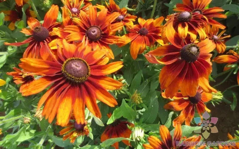 Cappuccino Rudbeckia Seeds - 200+ Count - Perennial Garden Planting - Rudbeckia hirta - Bi-color Flowers - USA Free Shipping