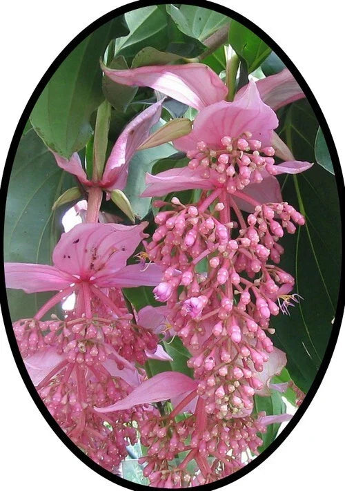 Medinilla Plant Starter - Florinilla "AROSA" - Live Well-Rooted Tropical Houseplant with Pink Flowers - Medinilla magnifica