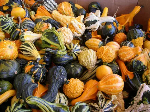 Gourd Seeds Mix - Ornamental, Non-GMO, Cucurbita maxima & pepo, Large & Small Decorative Gourds for Fall & Garden