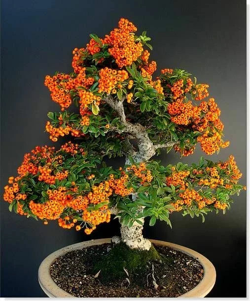 Scarlet Firethorn Seeds 50+ Pyracantha coccinea for Outdoors & Bonsai, Drought-Resistant Shrub, Red Berries, Garden & Landscape Plant