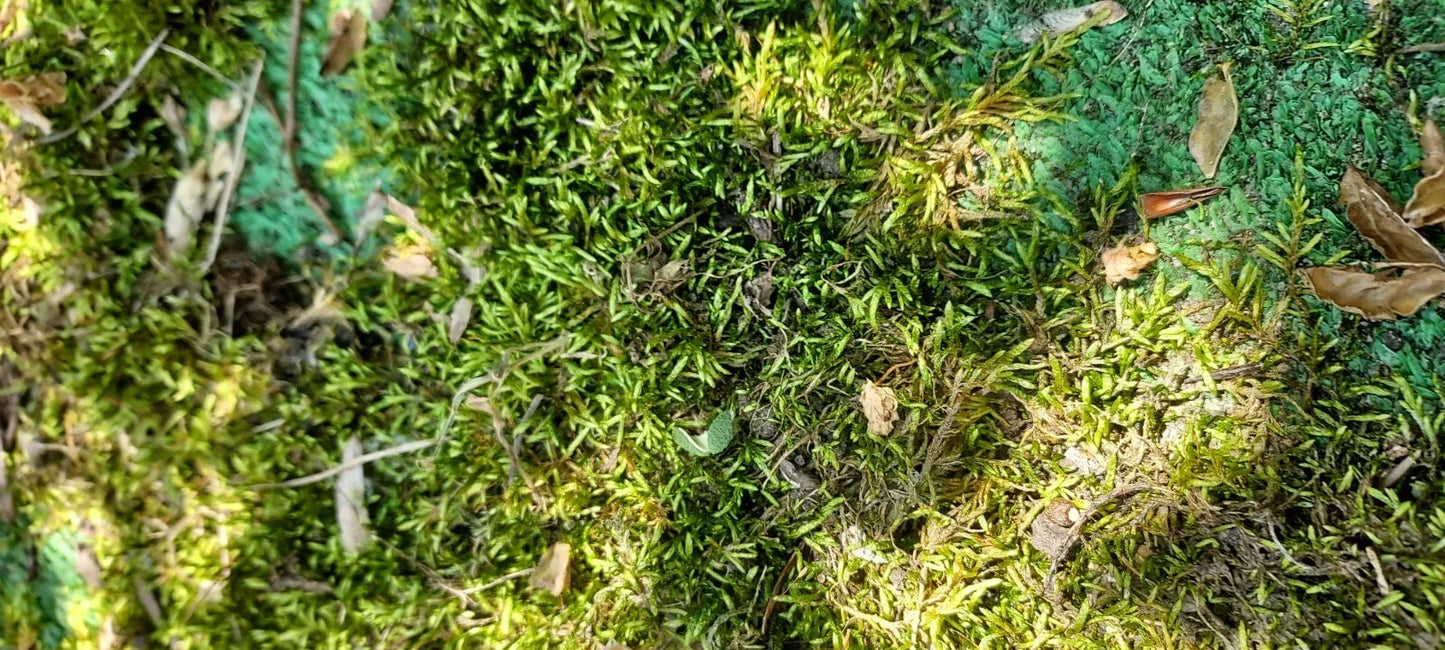 Fresh Living Sheet Moss - Maryland Hypnum spp. for Terrariums, Bonsai, Fern Gardens, Containers