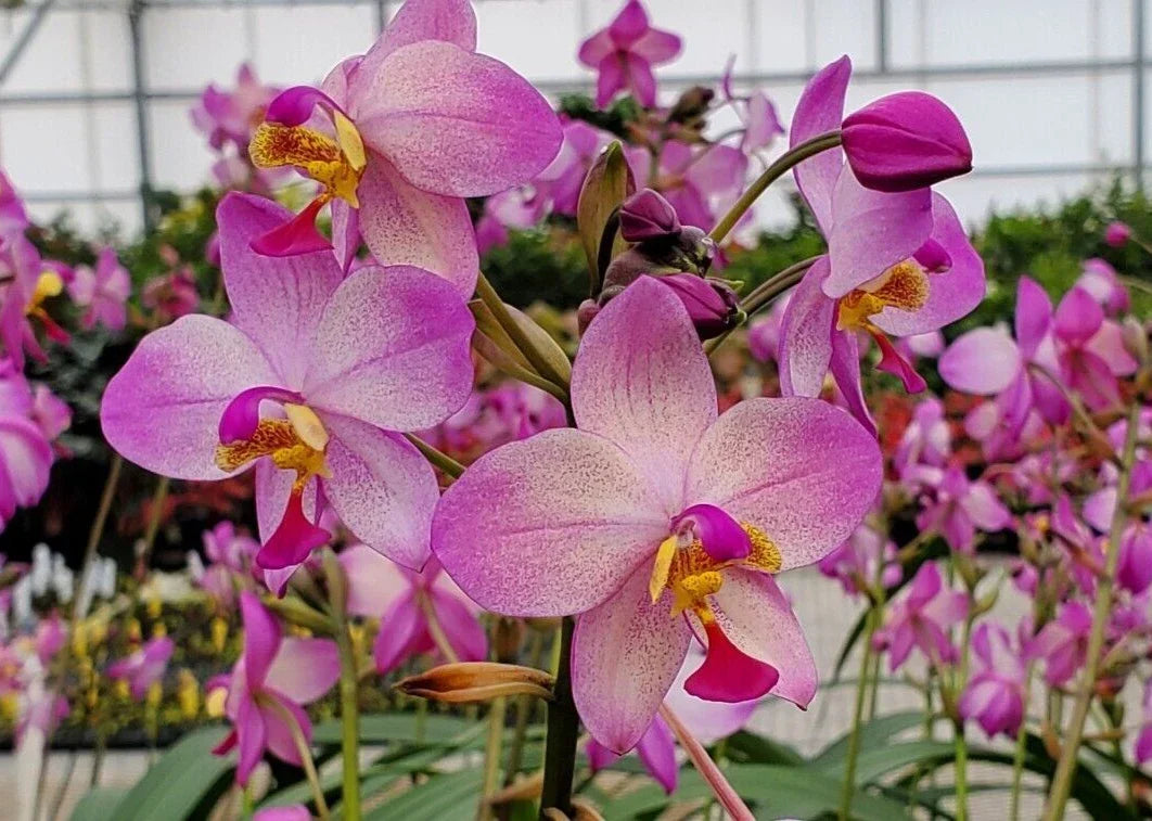 Spathoglottis Harmony Orchid Plant - Rooted Terrestrial Orchid in 3" Pot with Vibrant Colorful Blooms - Tropical Houseplant