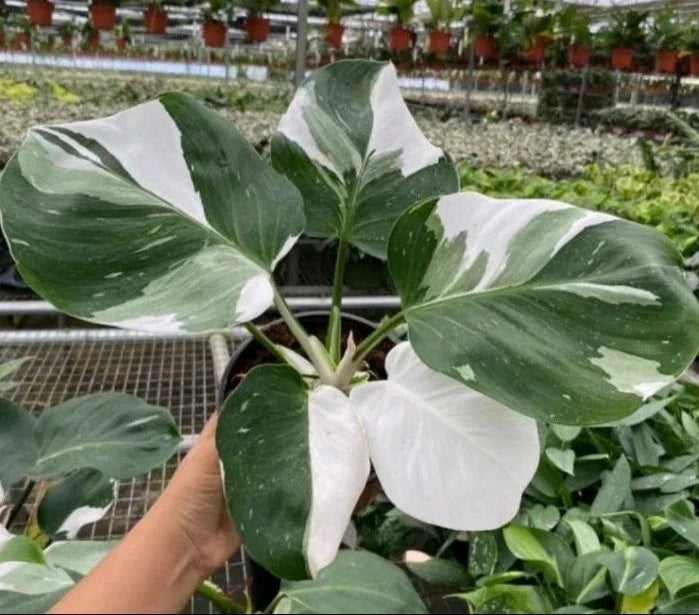 Philodendron Cutting with 1 Leaf/Node, White Princess Variegation, Extra Included, Philodendron erubescens, Propagation Plant