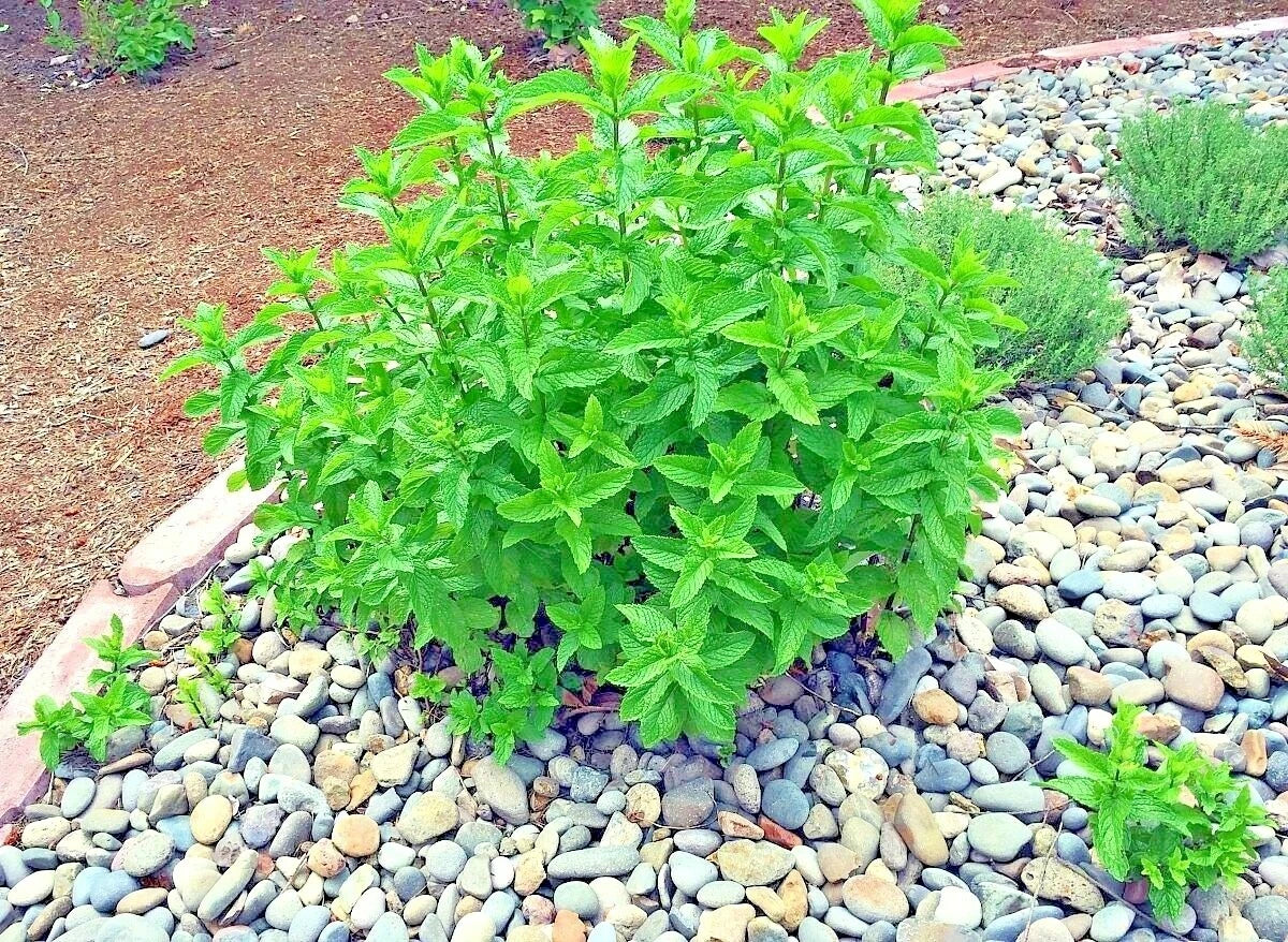 Peppermint Seeds - Organic Mentha × piperita Herb for Culinary & Medicinal Use, Container & Shade Gardens, 301+ Seeds