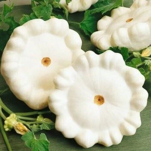Early White Bush Scallop Summer Squash Seeds – 20 Premium Cucurbita pepo, Compact Bush, Non-GMO, Fast Growing, for Container & Garden