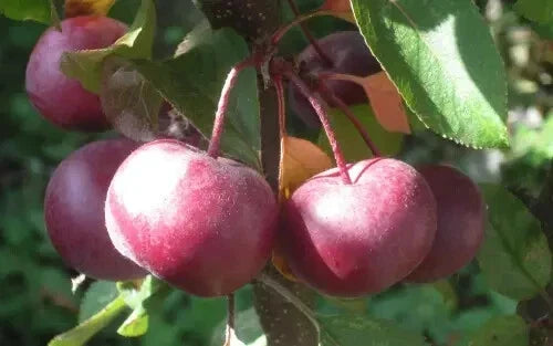 Laura Crabapple Seeds - Malus 'Laura' Deciduous Tree for Garden & Container Planting, Organic, USA Grown, Free Shipping