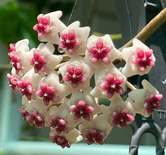 Hoya Obovata Splash Live Plant – 8-Inch Variegated Tropical Houseplant with White Splash Foliage, Rooted Indoor Plant