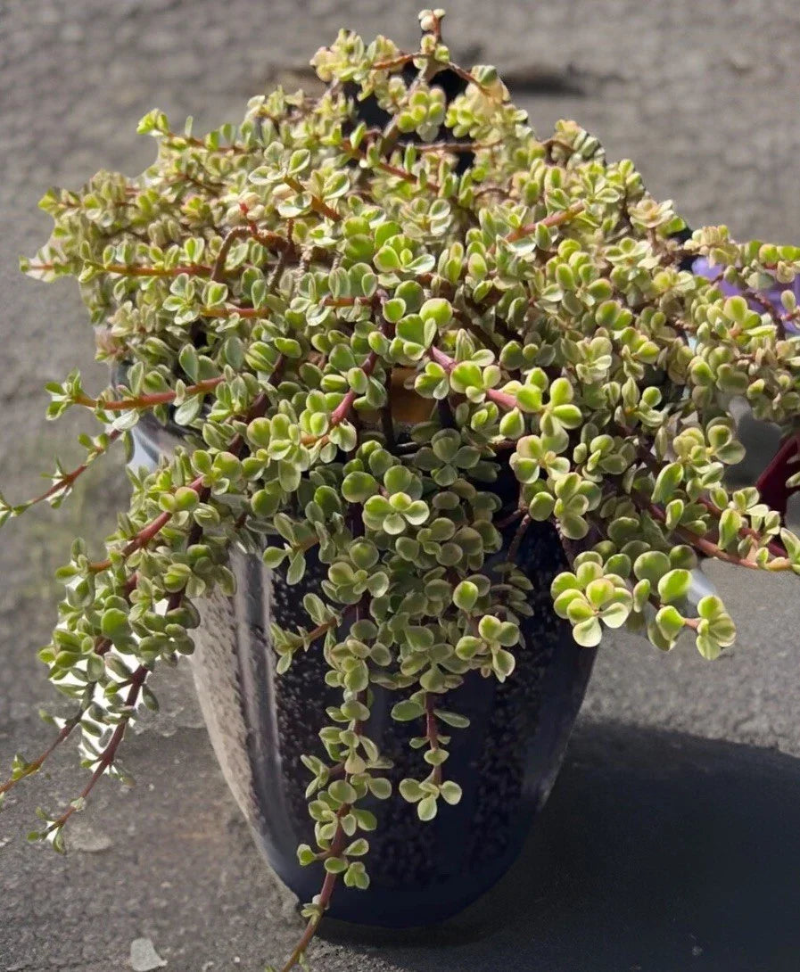 Rainbow Variegated Elephant Bush Dwarf Jade Plant Cuttings – 2 Unrooted 4-Inch Portulacaria afra Variegata Succulents
