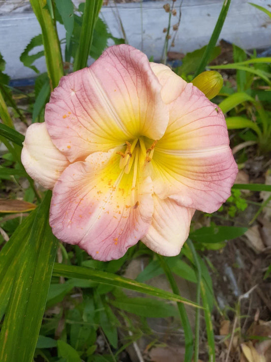 Hemerocallis Pink Puff Daylily Bareroot Plant – Pink Flowers, Perennial Garden Flower, Clumping, Full Sun to Partial Shade
