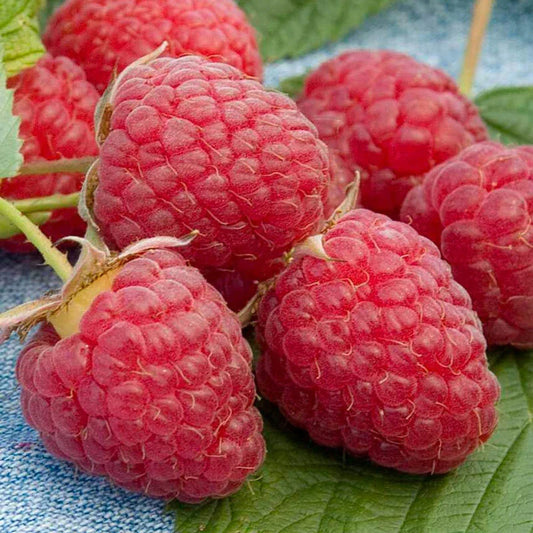 Heritage Raspberry Seeds - 25+ Rubus idaeus Berry Seeds for Twice-Yearly Harvests, Easy to Grow, Full Sun, Garden, Container, Organic