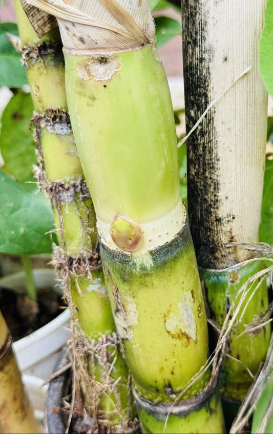 Green Sugarcane Live Plant Cuttings 1+1 PCS, Fresh Sweet Juicy Saccharum spontaneum, Tropical Garden Plant