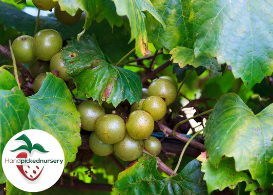 Late Fry Muscadine Grape Vine - Bare Root 2-Year-Old Vitis rotundifolia for Fresh Eating & Winemaking