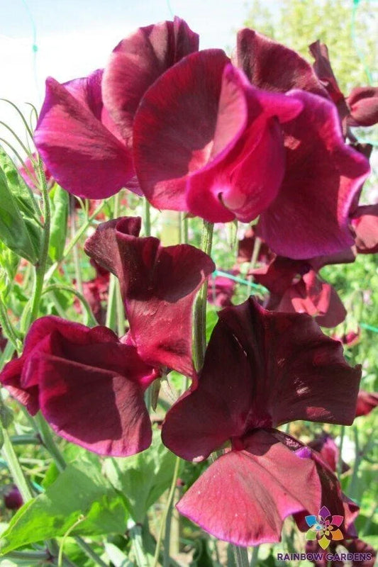 Maroon Sweet Pea Seeds - 50+ Pack, Climbing Annual Flower, Lathyrus odoratus, Vibrant Color, Attracts Pollinators, Garden Planting
