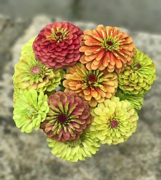 Queen Lime Mix Zinnia Seeds - 100+ Pack, Vibrant Lime Green & Pink Blooms, Zinnia elegans, Garden, Border & Container Planting