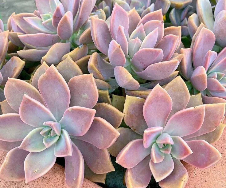 Pink Graptopetalum Paraguayense Succulent - Ghost Plant 3" Indoor Outdoor Plant - Easy Care, Rosette, Pink Foliage