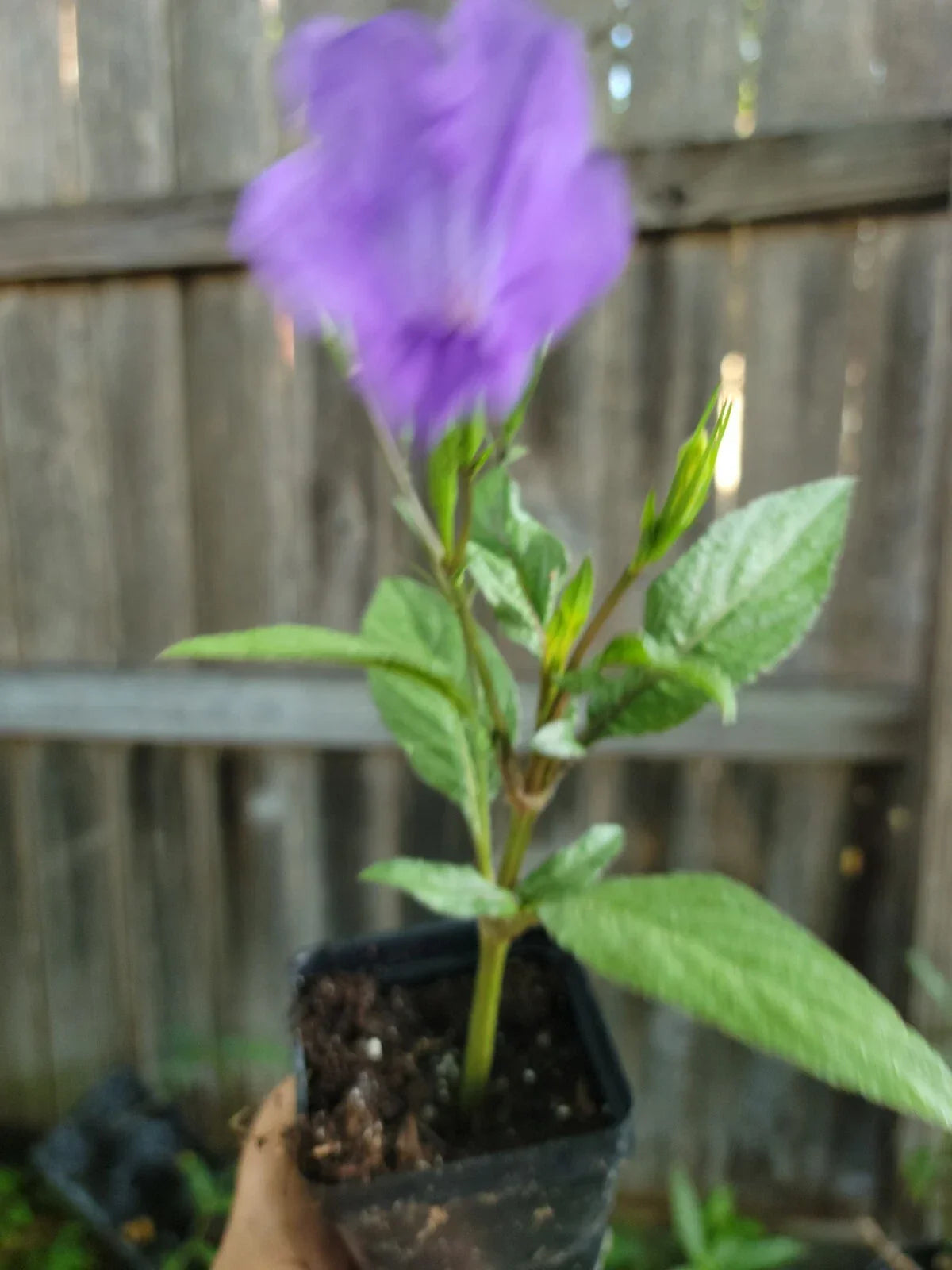 Purple Mexican Petunia Live Plant 2-Inch Pot Ruellia Tweediana 'Purple Showers' Flowering Perennial