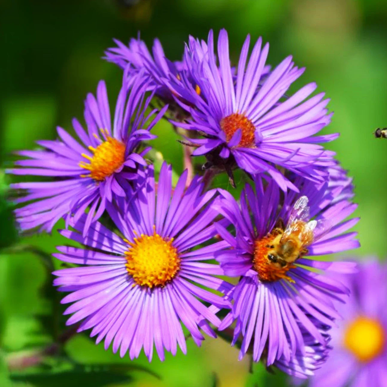 Tahoka Daisy Seeds | Purple Prairie Tansy Leaf Aster Wildflower | Non-GMO, Perennial, Full Sun, 100 Seeds