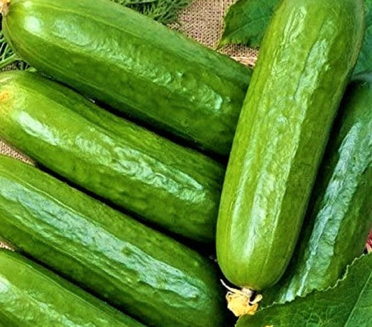 Non-GMO Ashley Long Cucumber Seeds – 50 Pack, Cucumis sativus, Long, Crisp, Vining, Ideal for Home Gardens & Containers