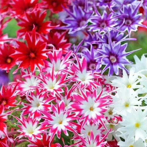 Phlox Seeds - Twinkle Mix Flower Seeds - Vibrant Colors for Garden Beds, Borders, Containers | Easy to Grow