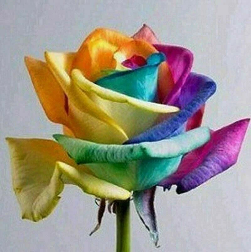 Rainbow Rose Flower Seeds 50pcs | Colorful Multi-Color Blooms | Rosa spp. | Garden, Indoor & Outdoor Planting