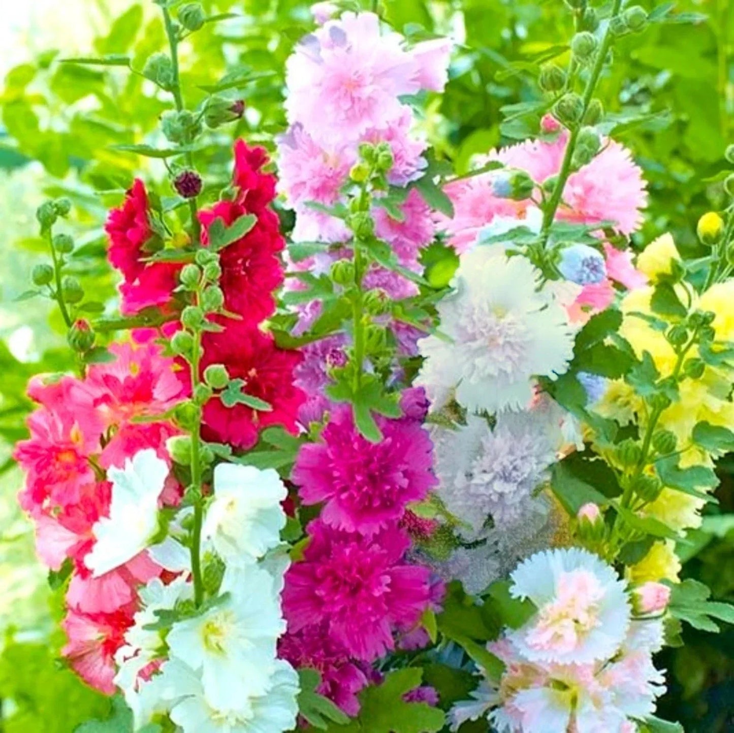 Hollyhock Seeds - Summer Carnival Mix - Alcea rosea - Garden Flower Seeds for Borders, Cut Flowers & Pollinators