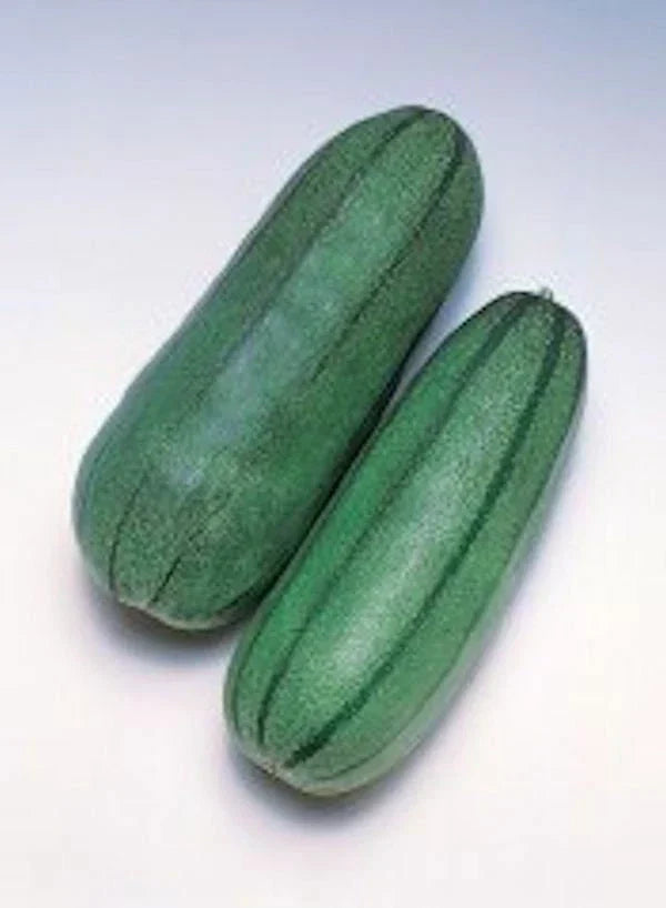 Pickling Melon Seeds Green Striped Cucumis Melo Var Conomom Heirloom for Home Garden