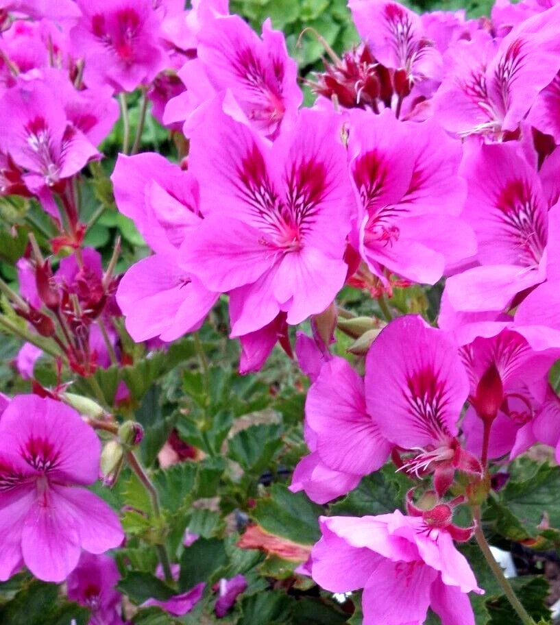 Pelargonium Cuttings 3x 6" Purple Pink Regal Geranium Live Plants, Pelargonium x domesticum, Garden & Indoor