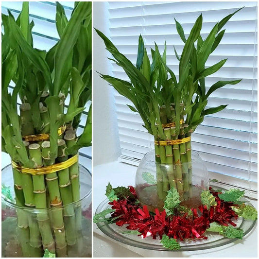 Lucky Bamboo Plant 8" | 6 Stalks | Feng Shui Water Plant | Dracaena sanderiana | Indoor Decor & Gift