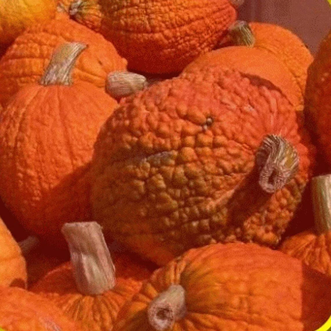 Heirloom Pumpkin Seeds - Red Warty Popcorn Knucklehead Variety for Decoration & Edible Use - Cucurbita pepo, 25 Pack