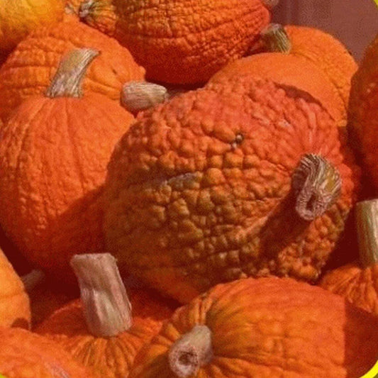 Heirloom Pumpkin Seeds - Red Warty Popcorn Knucklehead Variety for Decoration & Edible Use - Cucurbita pepo, 25 Pack