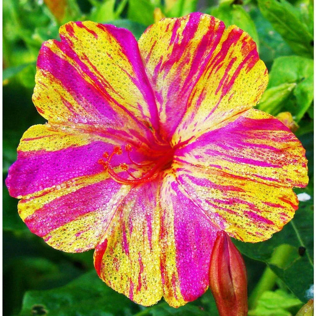 Four O'Clock Seeds - Mirabilis jalapa Color-Changing Blooms Packet for Garden Planting 2025