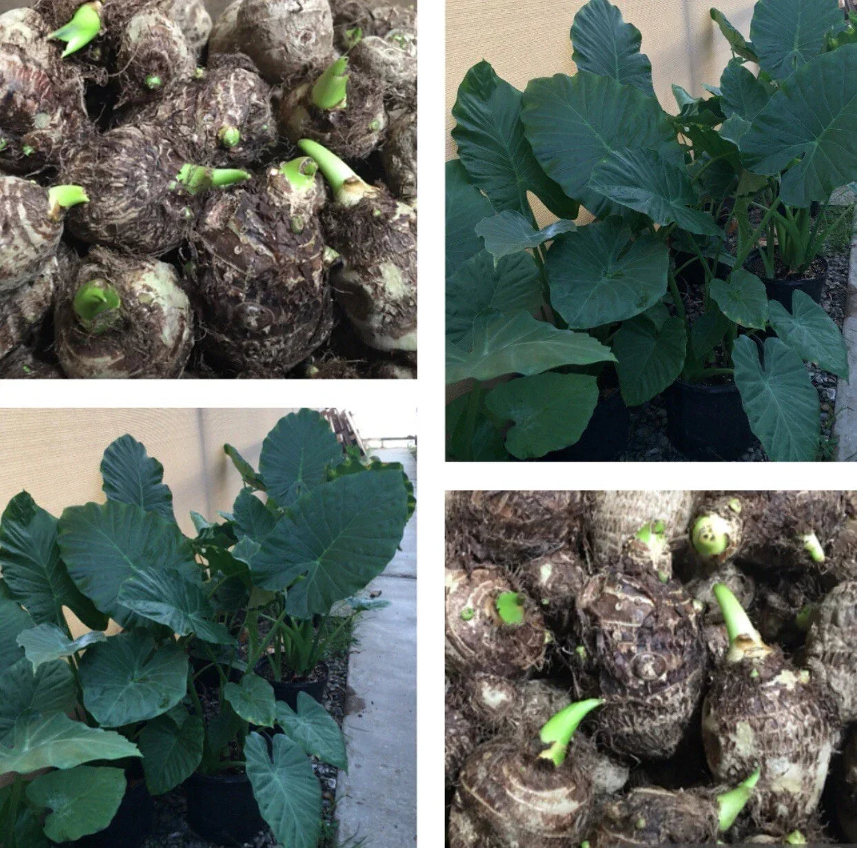 12 Live Colocasia Esculenta Elephant Ear Taro Bulbs – Ready to Grow, Tropical Garden Planting, Large Foliage, Water Garden, Shade Plant