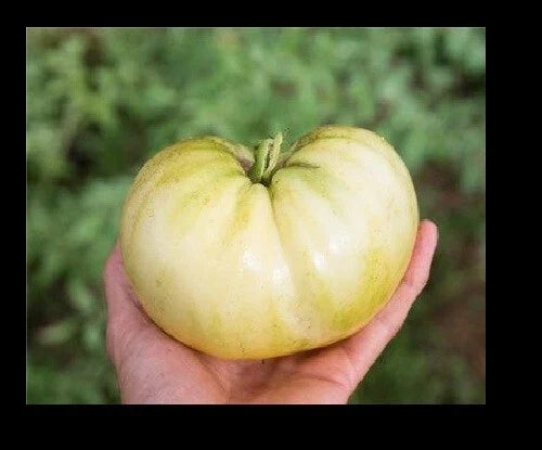 Great White Tomato Seeds - Heirloom Beefsteak Variety, Low Acid, Solanum lycopersicum, 25-1000 Pack