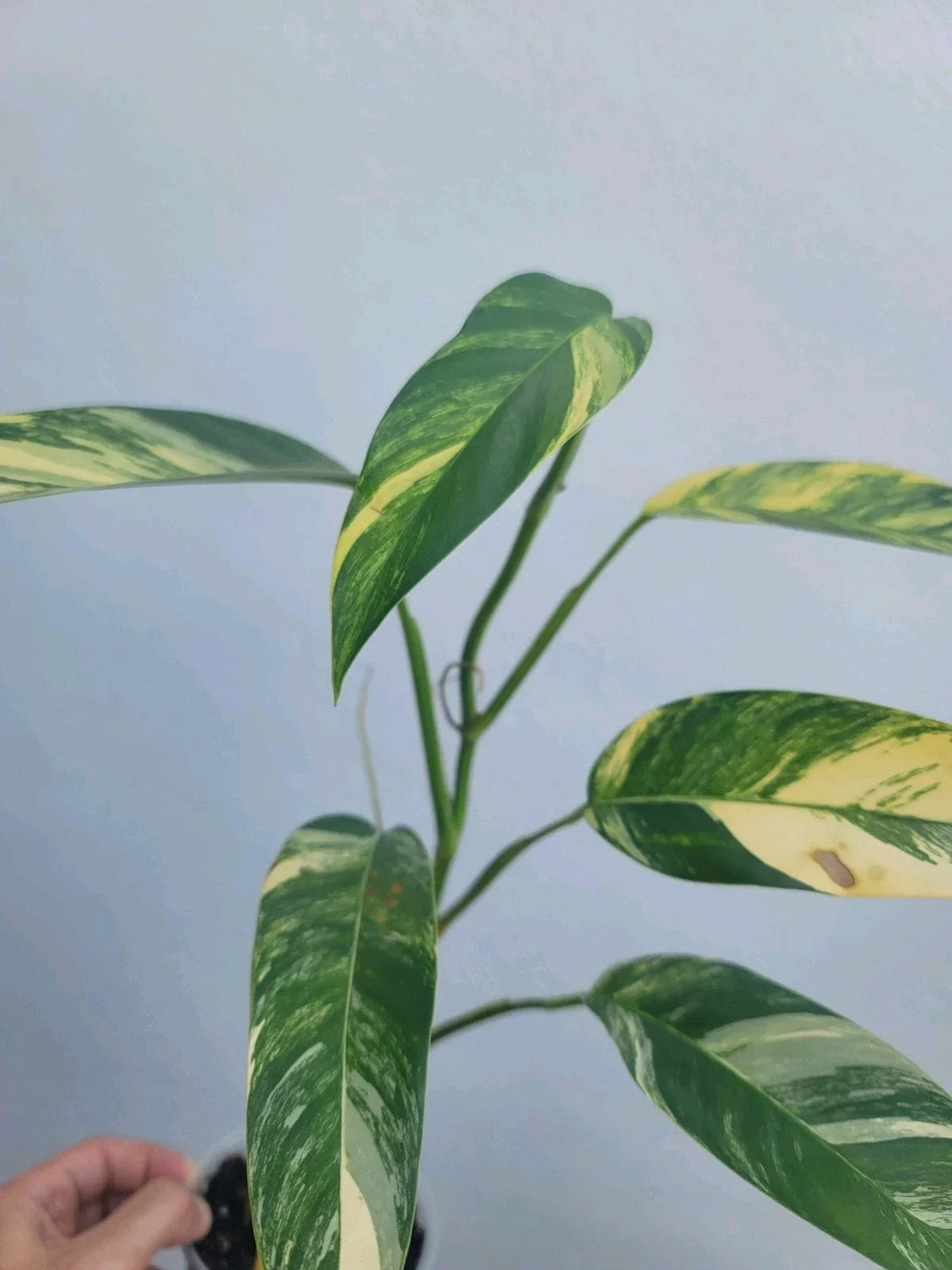 Variegated Epipremnum Giganteum Blue Java Tricolor Plant - 4-Inch Indoor Houseplant - Unique Foliage, Air-Purifying Epipremnum Aureum