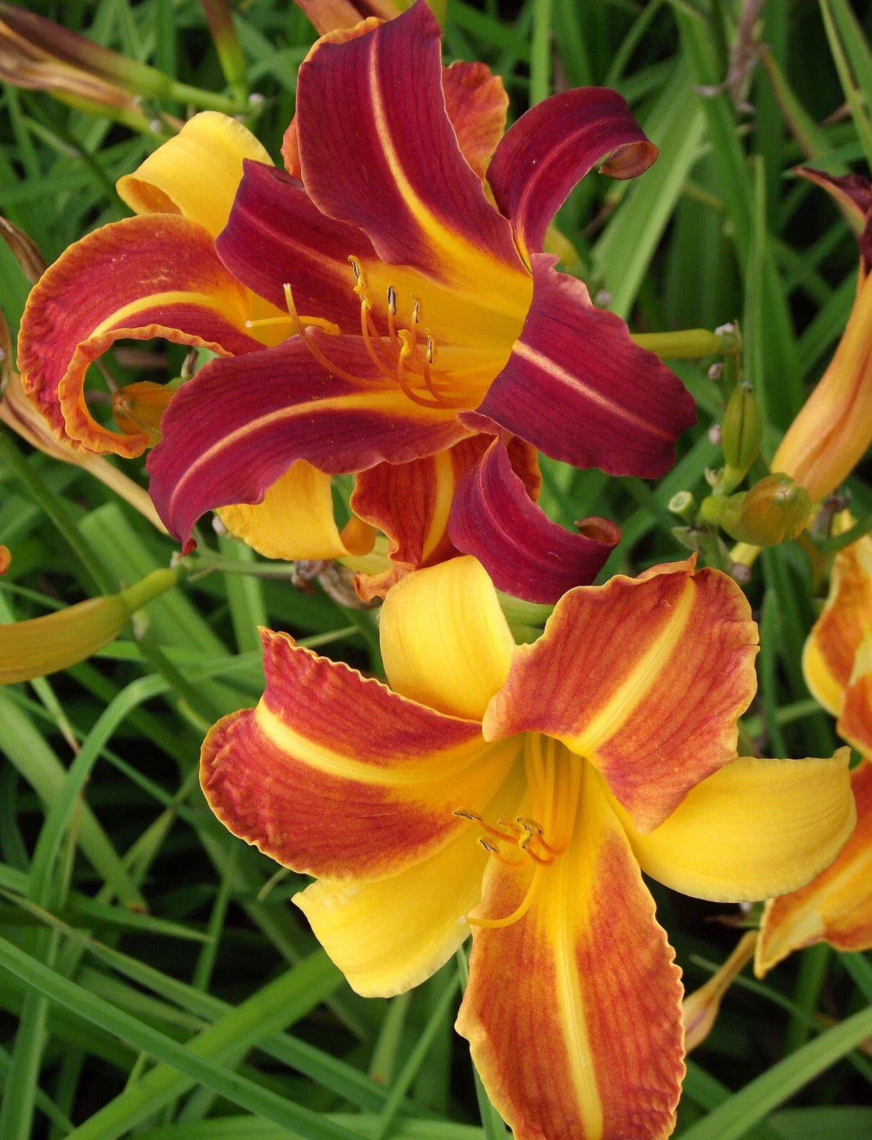 Daylily Bare Root Plants 25 Sammy Russell Hemerocallis Perennial Garden Flowers