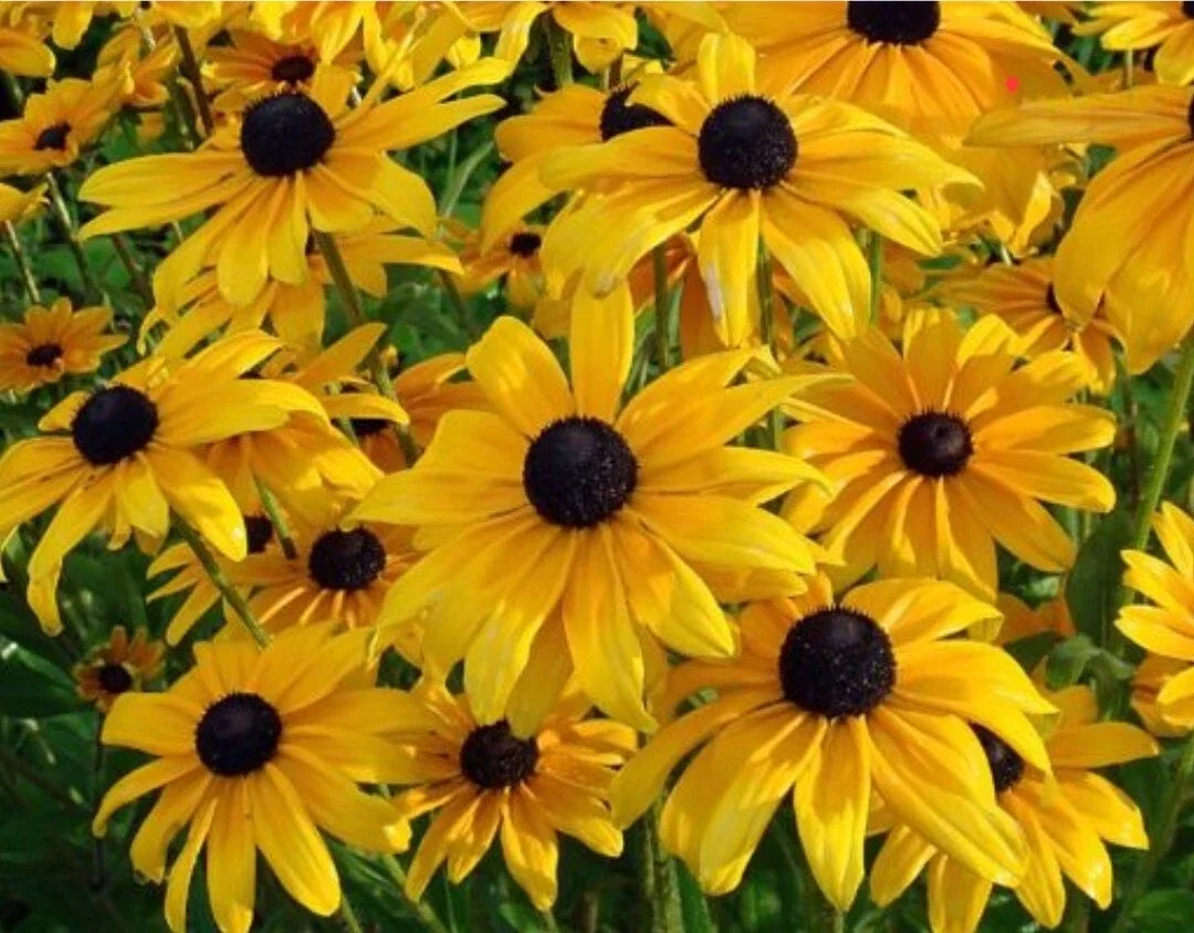 Black Eyed Susan Flower Seeds - 100++ Organic Rudbeckia hirta Heirloom Seeds for Garden, Pollinator Attracting, Bright Yellow Blooms