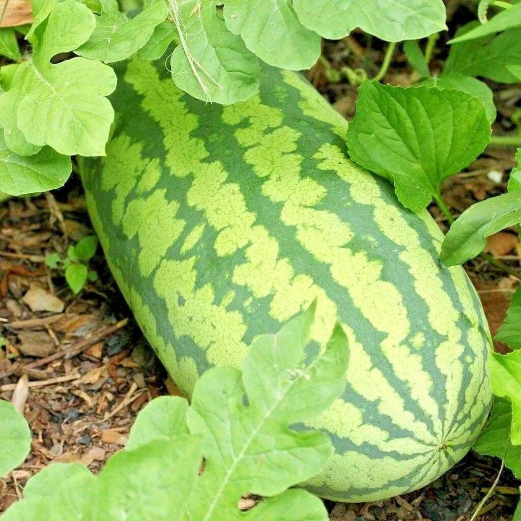 Congo Watermelon Seeds - Organic Heirloom Citrullus lanatus for Summer Garden, Large 30-50 lb Fruit, Non-GMO, 26+ Seeds