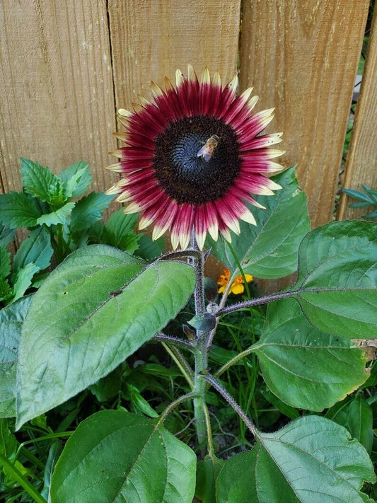 Organic Dwarf Sunflower Seeds - Ms. Mars Pink - 10 Pack - Helianthus annuus - Compact, Pink Blooms, Non-GMO, USA Grown