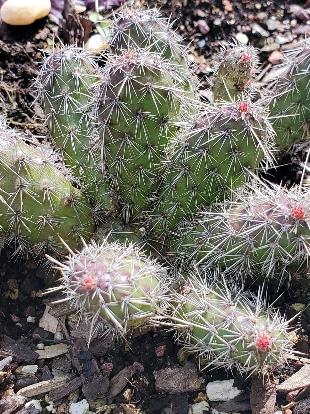Spiny Cat's Paw Cactus Cuttings – 2 Live Succulents – Opuntia microdasys – Unique Desert Plant for Garden or Indoor Collection