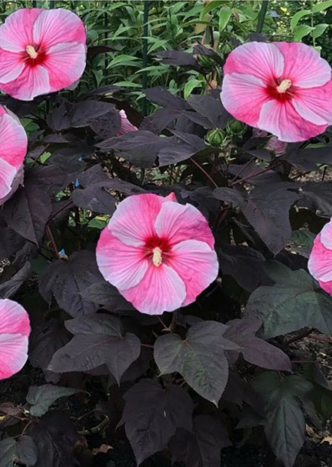 Starry Starry Night Hibiscus Plant - Small Rooted Starter - Large Blooms - Hibiscus moscheutos Garden Flower