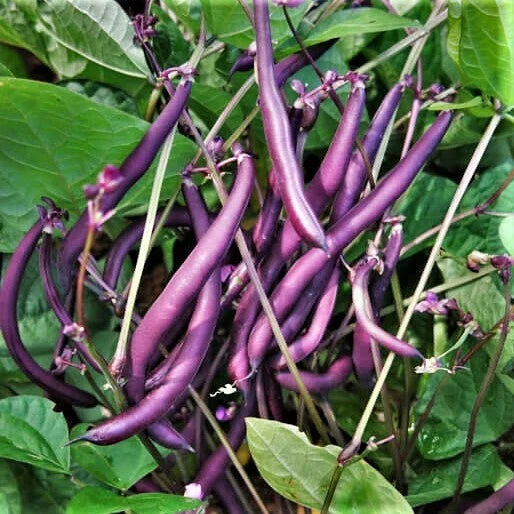 Royal Burgundy Bean Seeds - Non-GMO Purple Green Vegetable Seeds, Phaseolus vulgaris, Bush-Type, Compact, 50 Seeds