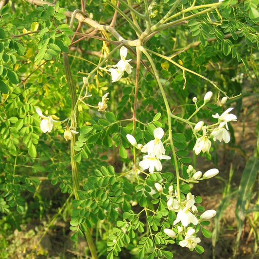 Moringa Tree Seeds | M. Oleifera Drumstick Variety | Edible Pods | Fast-Growing, Non-GMO, High Germination
