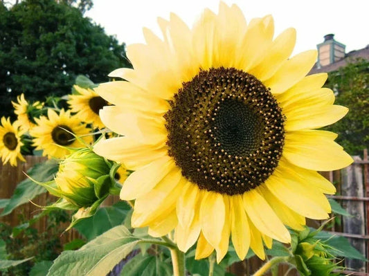 Organic Lemon Queen Sunflower Seeds - Helianthus annuus - Pack of 50, Bright Yellow Blooms, Attracts Pollinators, USA Grown