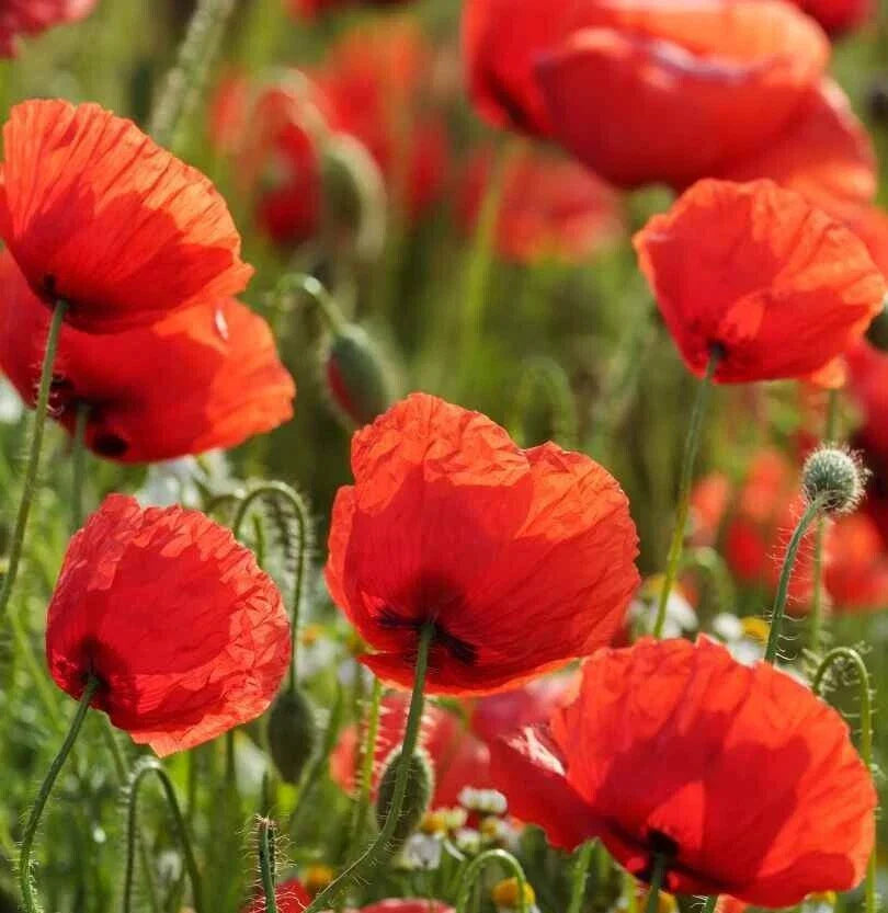 Red Corn Poppy Seeds - 2000+ Annual Flower for Gardens, Borders, and Wildflower Mixes | Papaver rhoeas