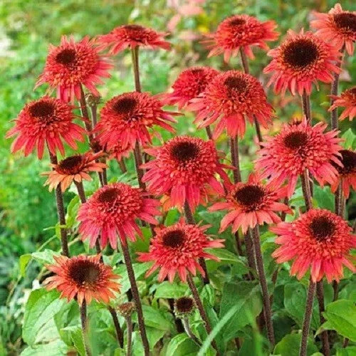Raspberry Delight Coneflower Seeds - Echinacea purpurea Perennial Flower Seeds for Pollinators, Non-GMO, USA Grown, 50 Pack