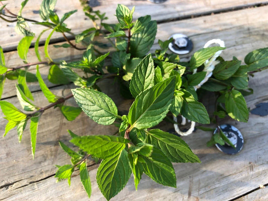 Organic Peppermint Rooted Cuttings Set of 5 – Mentha × piperita – Fresh, Ready-to-Plant Mint for Garden, Tea, and Remedies