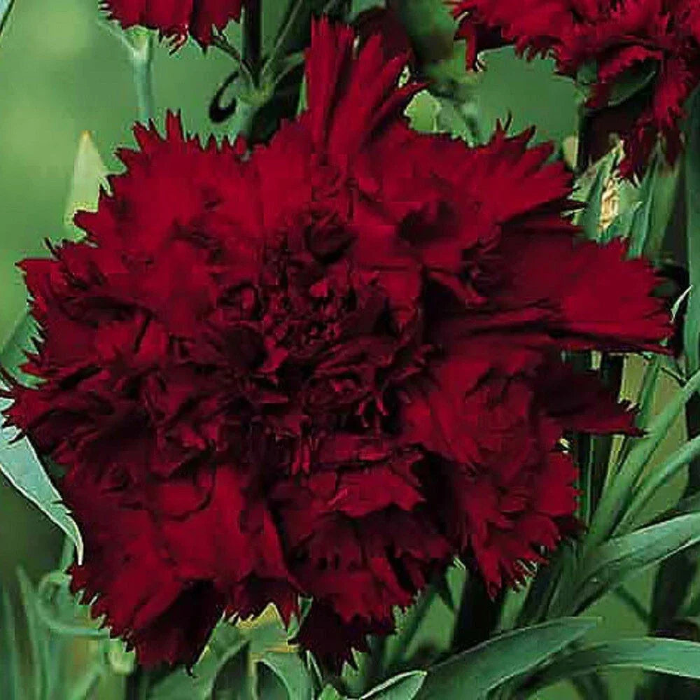 Black King Carnation Seeds - 100 Perennial Seeds - Dark Black Flowers - Dianthus caryophyllus - USA Grown